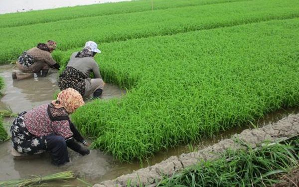 Enrichment of rice (iron and zinc) with Plexomin iron and zinc plant fertilizers