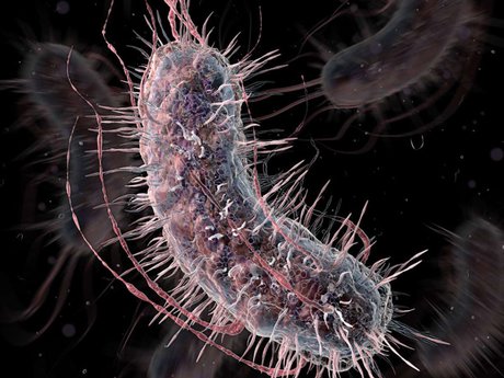 Effect of Fermycin Gold on the control of Escherichia coli