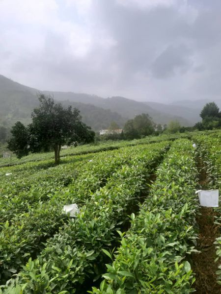 Tea enrichment project at the National Tea Research Institute